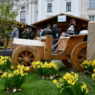 Narzissen-Deko beim Ostermarkt Am Hof in Wien