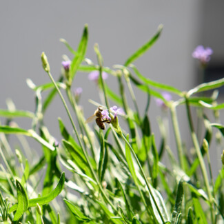 Biene auf Lavendelblüte am Balkon des Henriette Stadthotel in Wien.