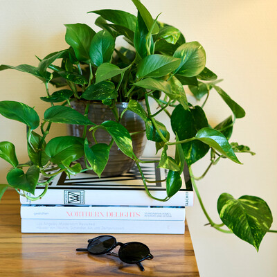 Green plants on books in the 4-star Boutique Hotel Henriette in Vienna.