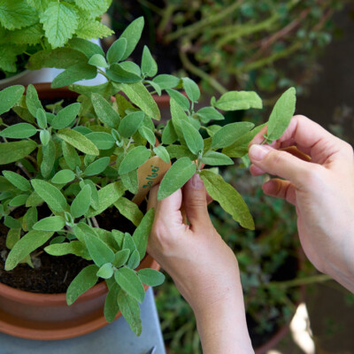 Frische Zutaten in Bio-Qualität für das 4* Hotel Henriette und das Bistro Der schöne Ernst in Wien.
