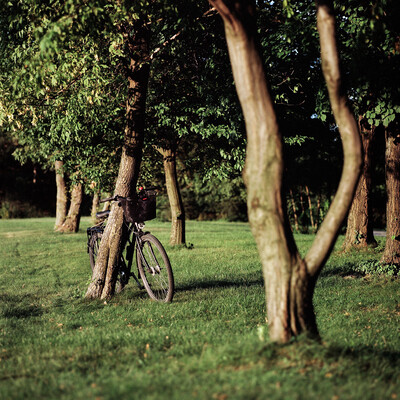 Trees in the Prater park in Vienna's Leopoldstadt