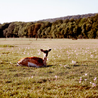 Spring in the Lainzer Tiergarten wildlife preserve in Vienna: fallow deer on a field full of crocuses.