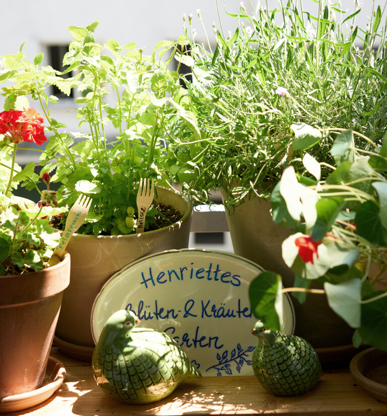 Frische Kräuter in Töpfen im Hotel Henriette dem 1. Wiener Hotel mit Gemeinwohl-Bilanz.