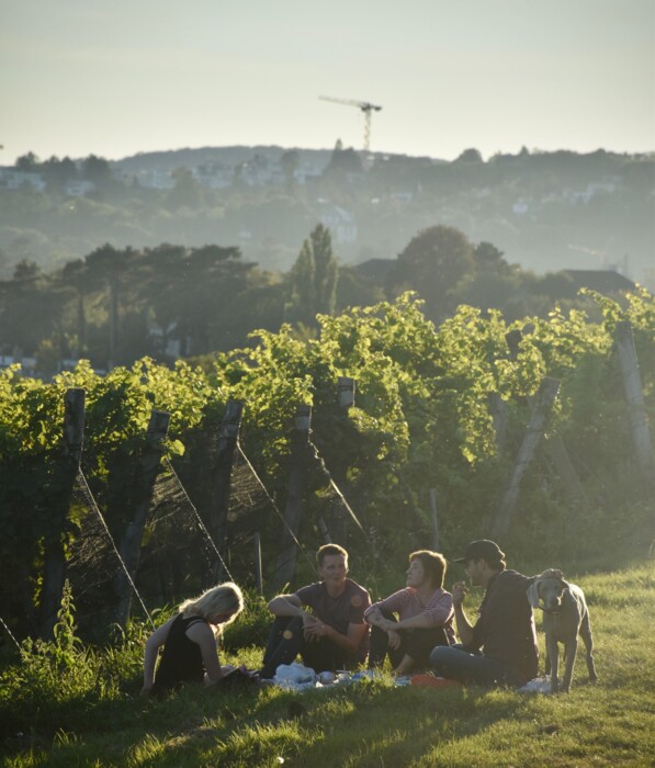 Freunde mit Hund bei Picknicken in den Weinbergen am Stadtrand Wiens