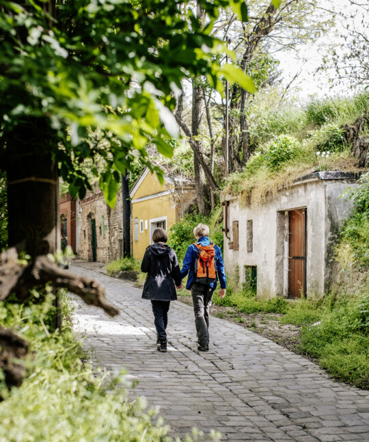 Stadt-Wandern auf den Spuren des Wiener Weins