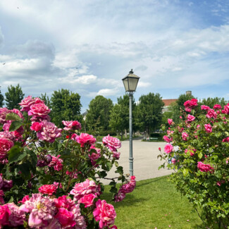 Pink roses in Vienna's Volksgarten.