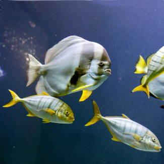 Fish swimming in an aquarium at Hotel Henriette, showcasing aquatic life.