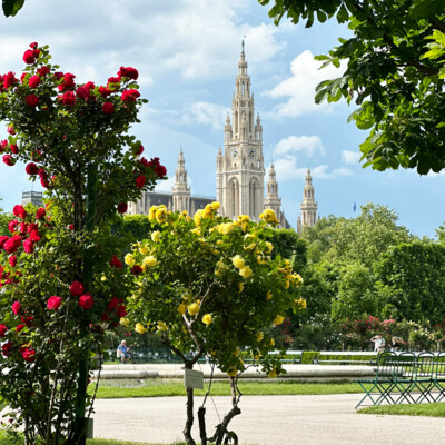 Frühling in Wien: rot und gelb blühende Rosen im Volksgarten vor dem Wiener Rathaus