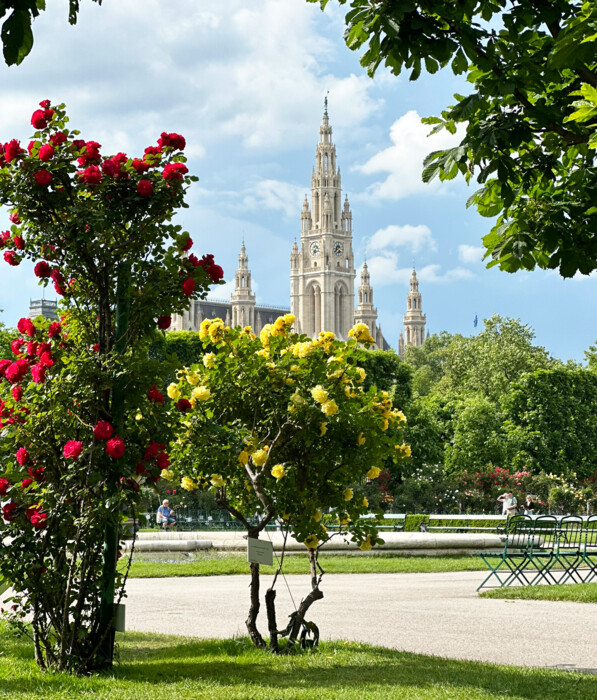 Spring in Vienna: red and yellow roses in the Volksgarten in front of Vienna City Hall.