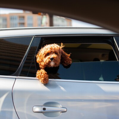 Kleiner brauner Hund, der aus einem Autofenster schaut, auf dem Weg ins Stadthotel Henriette Wien