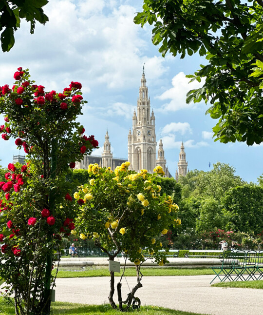 Frühling in Wien: rot und gelb blühende Rosen im Volksgarten vor dem Wiener Rathaus