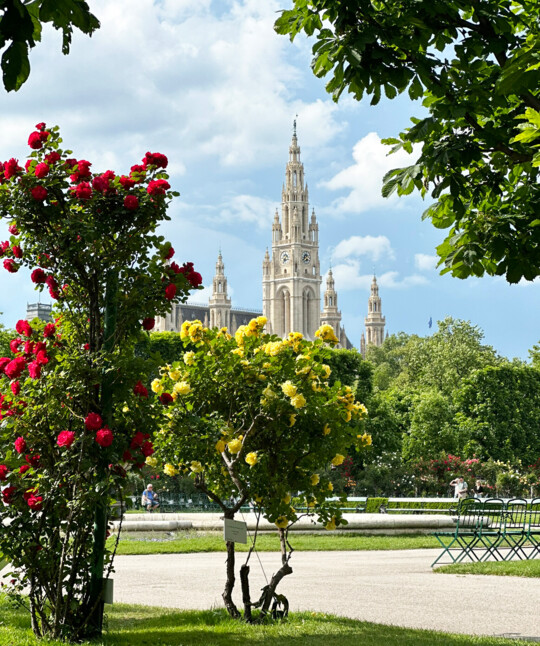 Spring in Vienna: red and yellow roses in the Volksgarten in front of the Vienna Rathaus.