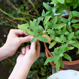 Cutting herbs in Henriette's little flower and herb garden