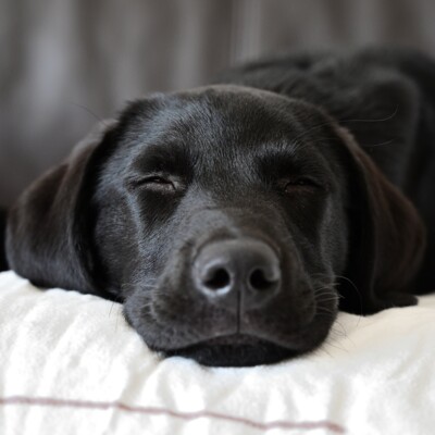 Schlafender schwarzer Labrador: Zimmer mit Balkon im Henriette Stadthotel sorgen für erholsamen Hundeschlaf