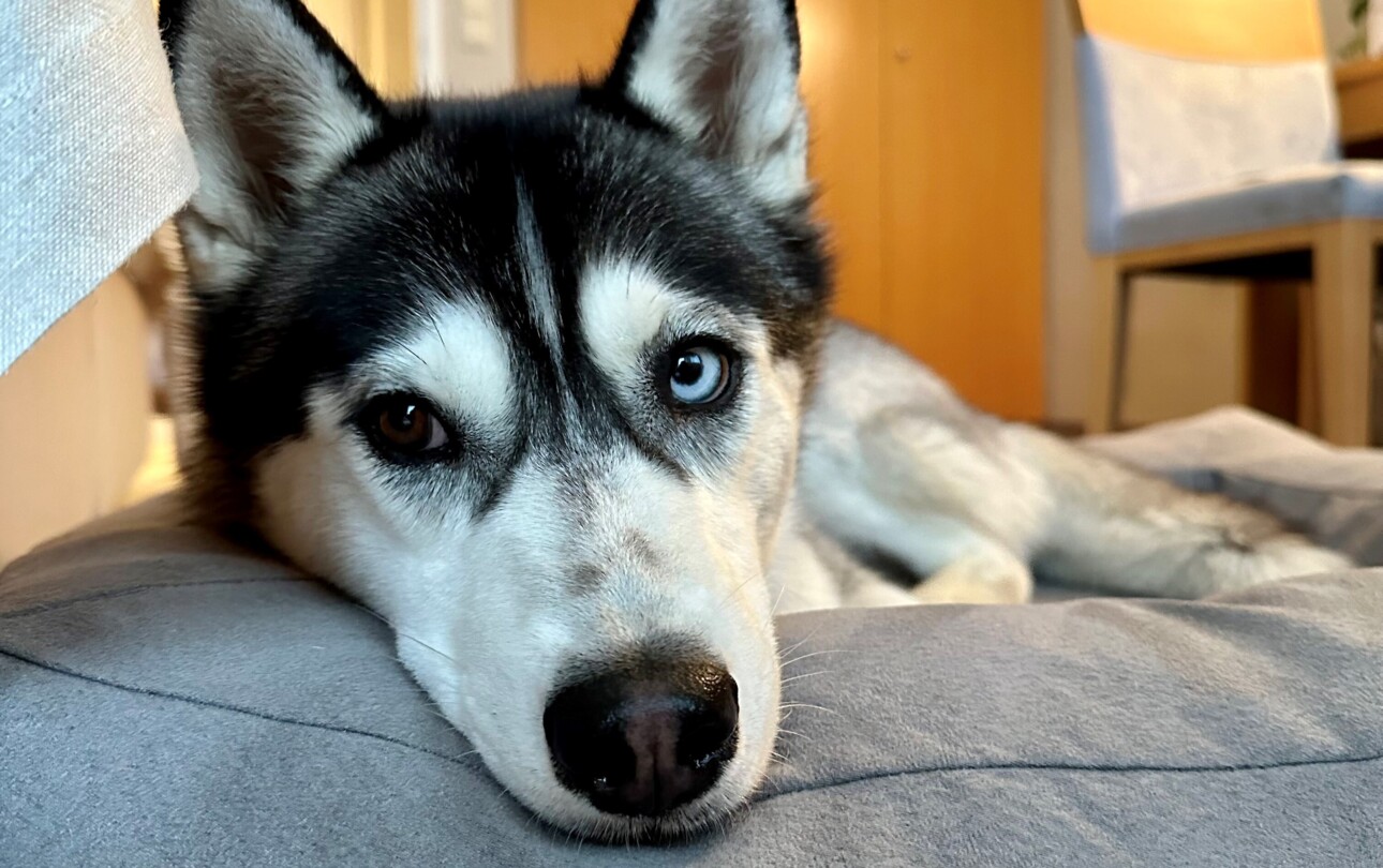 Ein Husky mit unterschiedlichen Augenfarben liegt entspannt auf einem grauen Hundebett in einem gemütlichen Raum.