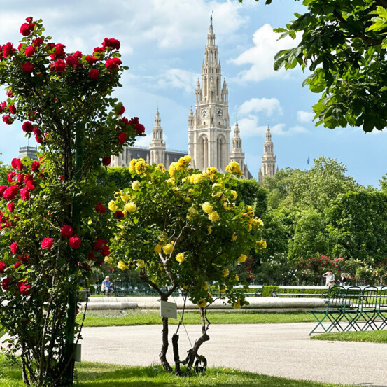 Frühling in Wien: rot und gelb blühende Rosen im Volksgarten vor dem Wiener Rathaus