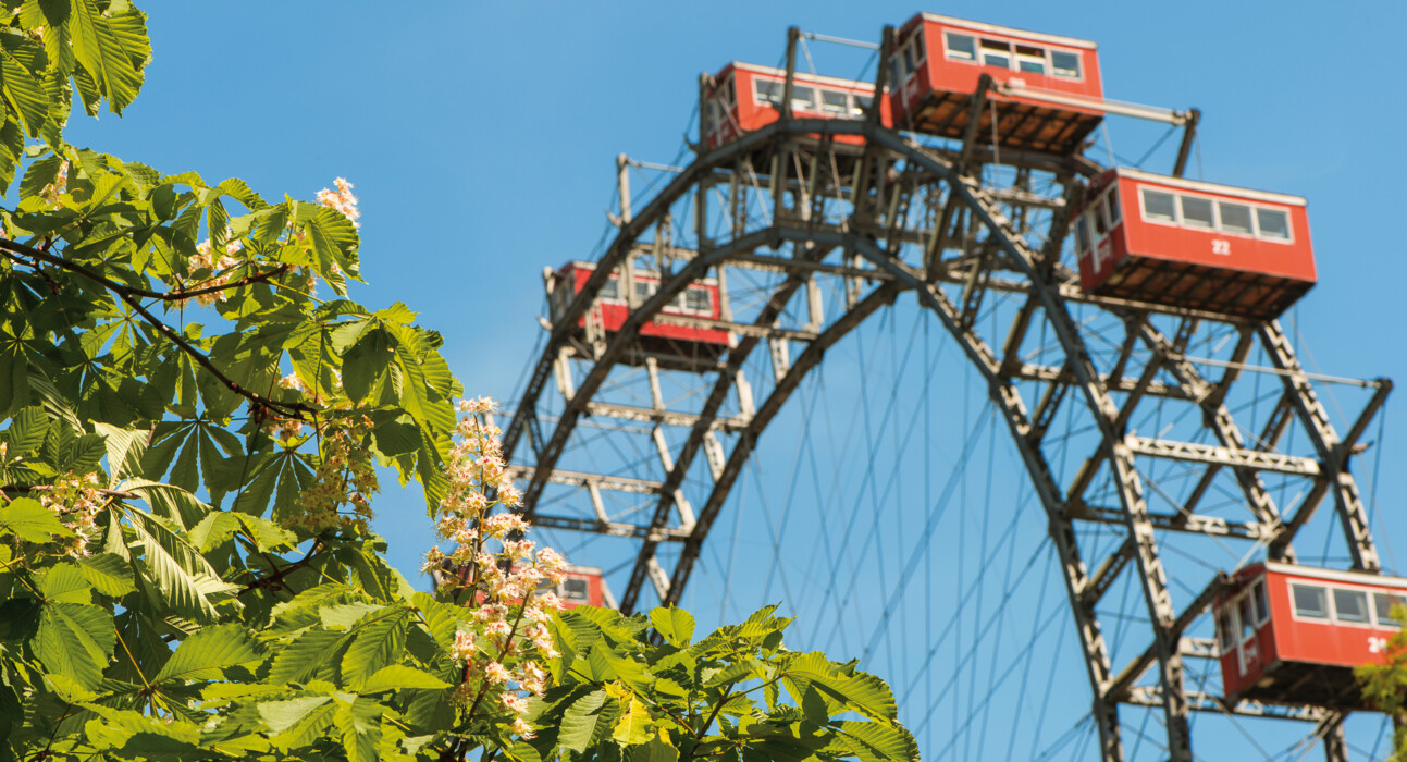 Blossoming chestnut trees and the Riesenrad Ferris wheel.