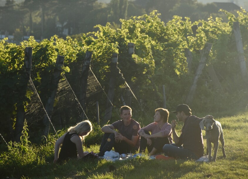 Freunde mit Hund beim Picknick in den Weinbergen Wiens