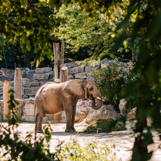 Elephant at the Schönbrunn Zoo in Vienna.