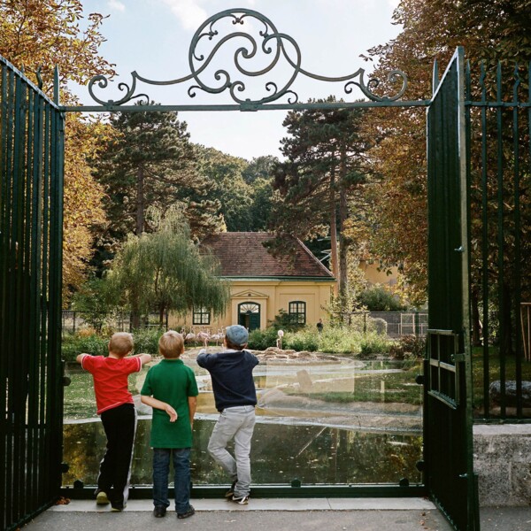 Three children watching flamingos through a wrought-iron gate at the autumnal Schönbrunn Zoo.
