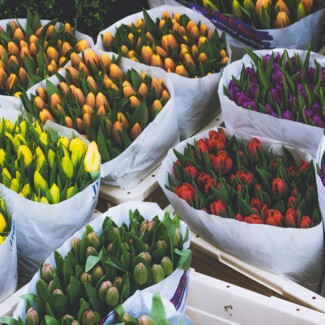 Tulpen an einem Blumenstand
